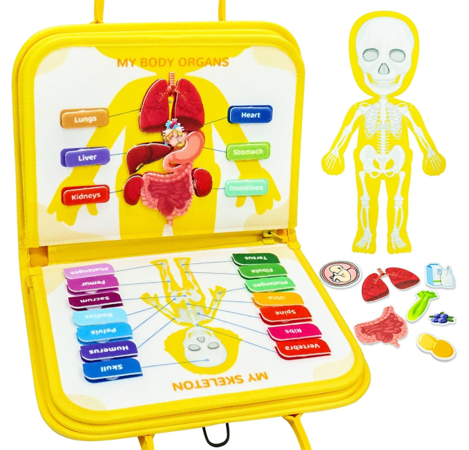 Human Body Anatomy Montessori Book Toys Circuit Educational Toy